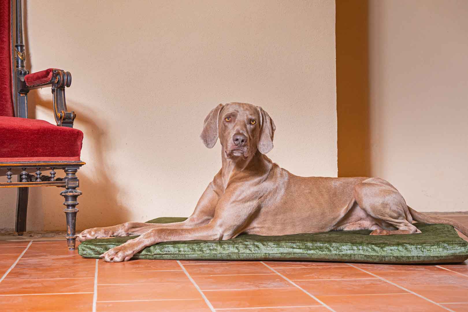 Traumhund Orthopädische Hundematte Vintage-Samt